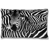 BestLivings 2er Pack Zebra) 40 x 60 cm