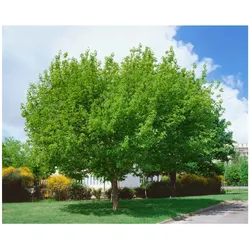 Acer negundo, Eschen-Ahorn, 100–125 cm