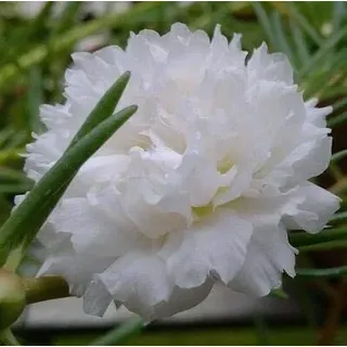 Shopmeeko SEEDS: Tatsächlicher 500pcs / lot Mischung bigflower Portulak, Portulakröschen Blume Bonsai Pflanze Hausgarten geben Verschiffen frei: 5