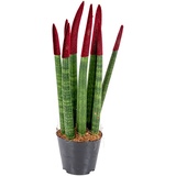 Sansevieria Velvet Touch | Sohle pro Stück - Zimmerpflanze im Anzuchttopf ⌀9 cm - Höhe 35 cm