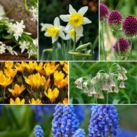 Plant in a Box - Blumenzwiebeln für Insekten -