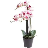 künstliche Orchidee Bora (Orchideen Pflanze/Phalaenopsis) im schwarzen Kunststofftopf mit Rispen, Blättern und Luftwurzeln "real touch" (creme-pink, ca. 60 cm / 3 Rispen)