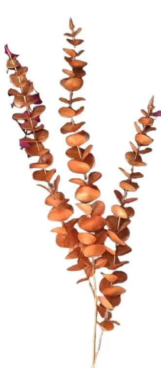 Eucalyptus 112cm orange