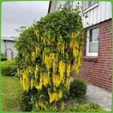 Pflanzen Für Dich Laburnum watereri Vossii Goldregen Gelbe Blüten 60–100 cm
