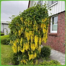 Pflanzen Für Dich Laburnum watereri Vossii Goldregen Gelbe Blüten 60–100 cm
