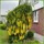Pflanzen Für Dich Laburnum watereri Vossii Goldregen Gelbe Blüten 60–100 cm