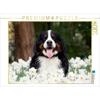 Calvendo Ein Motiv aus dem Kalender WAUZEBAER den Berner