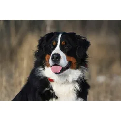 Fototapete PAPERMOON "Hund, Berner Sennenhund", bunt, B:5,00m L:2,80m, Vlies, Tapeten