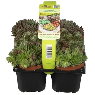 Piardino Hauswurz  (Sempervivum in Sorten, Topfgröße: 9 cm)