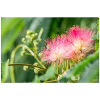Pflanzen Für Dich Albizia julibrissin 'Tropical Dream', Seidenbaum, 60–80
