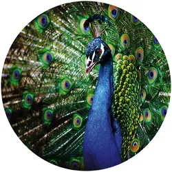 K&L Wall Art Vliestapete »Runde Vliestapete«, Retro Pfau König der Vögel, mehrfarbig, matt - bunt