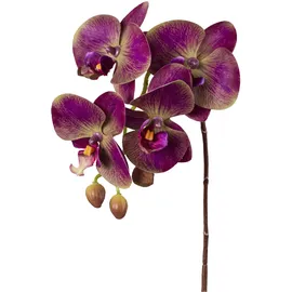 Creativ green Kunstorchidee CREATIV GREEN "Orchidee Phalaenopsis", lila, H:44cm, Kunstpflanzen, mit real-touch-Blüten