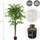 ML-Design Kunstpflanze Ficus 150 cm, mit Naturholzstamm