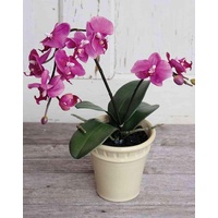 artplants.de Phalaenopsis künstlich Zahra, Keramiktopf, pink, 60cm - Kunst Orchidee - künstliche Orchidee