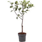 Plant in a Box - Pflaumenbaum - Prunus domestica 'Opal' - Höhe 90-100cm - Topf 21cm