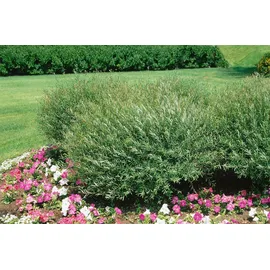 Pflanzen Für Dich Salix purpurea 'Nana', Purpur-Weide, kompakt, 40–60 cm