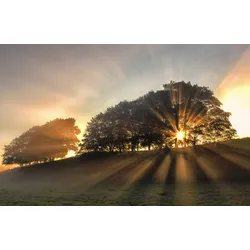 Fototapete PAPERMOON "Photo-Art LEIF LONDAL, BÄUME IN SONNENSTRAHLEN", bunt, B:4,50m L:2,80m, Vlies, Tapeten