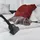 Hoover Staubsauger Tierhaare mit Beutel und Kabel Brave PET mit Tierhaar-Düse I Tierhaar-Staubsauger für Hundehaare & Katzenhaare I Mit größenverstellbarem Stab, EPA-Filter, 5m Kabel und Griff