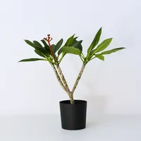 Plant in a Box - Hawaii-Palme Weiß - Plumeria