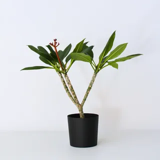 Plant in a Box - Hawaii-Palme Weiß - Plumeria rubra - Höhe 55-70cm - Topf 17cm