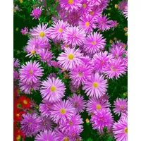 Pflanzen Für Dich Aster novi-belgii Karminkuppel Glattblattaster ca. 9x9