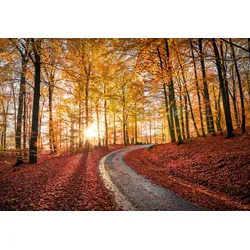 Fototapete PAPERMOON "CHRISTIAN LINDSTEN, STRAßE IN SAPTERAYSEN NATIONALPARK, SCHWEDEN", bunt, B:3,50m L:2,60m, Vlies, Tapeten
