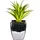 OTTO home Kunstpflanze Loreen Sukkulente, OTTO home, Höhe 13 cm, im Topf, 3er Set grün