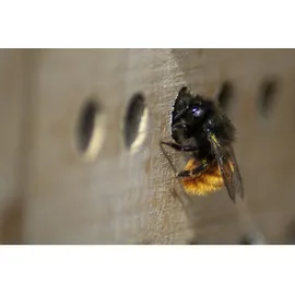 Dobar Wildbienenhaus mit 6 Nistblöcken im Holzrahmen 45 cm x 15 cm x 31 cm