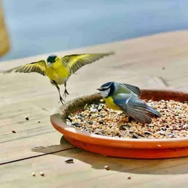 KLASEBO Fettfutter 25 kg, Vogelfutter, Streufutter, Wildvogelfutter, Wildvogelmischung