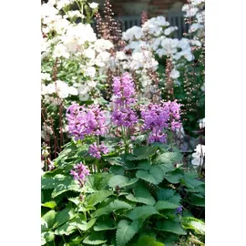 Pflanzen Für Dich Staude Nepeta racemosa, 1 St., Katzenminze, Blaue Katzenminze blau