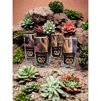 Catrice OKTOBERFEST Mini Nagellack C02 Gaudi Limited Edition Wein