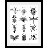 Queence Bild »Insekten«, in 3 Größen, gerahmt, 29924106-0 schwarz B/H/T: 50 cm x 70 cm x 3 cm,