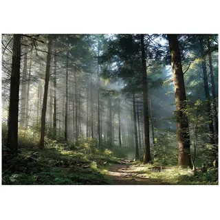 WallArena - Vlies Fototapete Wald 350x250 cm - Fototapeten - Tapeten - für Wohnzimmer Schlafzimmer - Vliestapete Wandtapete Tapete 3D Effekt- inkl. Kleister - Landschaft Natur Grün
