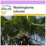 Saflax - Washingtonia Fächerpalme - 12 Samen - Washingtonia robusta