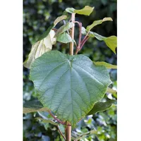 Pflanzen Für Dich Actinidia chinensis 'Male', Kiwi, bestäubend, 60–100