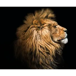 EUROART Glasbild 30 x 40 cm Lion III Glas Braun