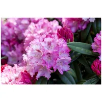 Pflanzen Für Dich Rhododendron yakushimanum 'Arabella', rosa Blüten, 40–50