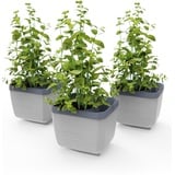 Gusta Garden Herbs Buddy, ca. B16/H14/T14 cm, 3er-Set, Hellgrau