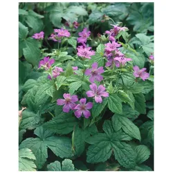 Geranium nodosum, Storchschnabel, violett, ca. 9x9 cm Topf