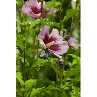Pflanzen Für Dich Hibiscus syriacus 'Russian Violet', Gartenhibiskus, violett,
