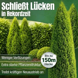 düngemeister Heckendünger für grüne Hecken 5 kg