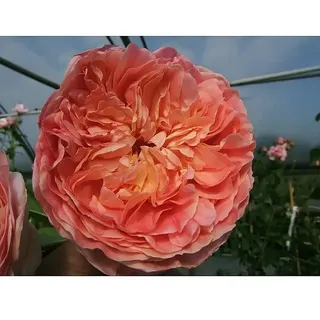 Kletterrose  (Rosa 'Papi Delbard' -R-, Orange/Gelb Mix)