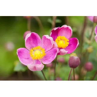 Pflanzen für Dich Staude Anemone hup. Praecox, 1 St., Herbst-Anemone, Japanische Anemone rosa
