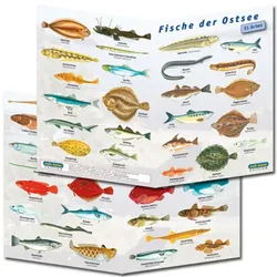 Fischfaltblatt - Ostsee
