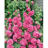 Pflanzen Für Dich Alcea rosea 'Pleniflora Chaters', rosa ca.