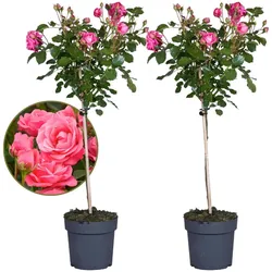 Plant in a Box - Stängelrosen - 2 Stk - Rosa palace 'Topkapi' - Höhe 80-100cm - Topf 19cm