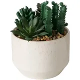 Boltze Gruppe - Künstlicher, Sukkulent, 12 cm
