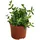 Dehner Gurkenpflanze, Ø Delosperma echinatum, Grün
