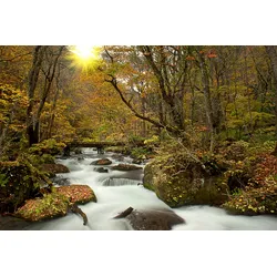 Fototapete PAPERMOON "WALD-NATUR BÄUME WASSERFALL DSCHUNGEL HERBSTLANDSCHAFT", bunt, B:3,50m L:2,60m, Vlies, Tapeten