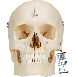 BONElike Schädel Modell mit median-sagittalen Schnitten, 6-teilig - 3B Smart Ana...